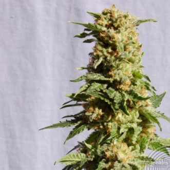 Cannabis seeds La Blanca Feminised Silver - 500 pcs